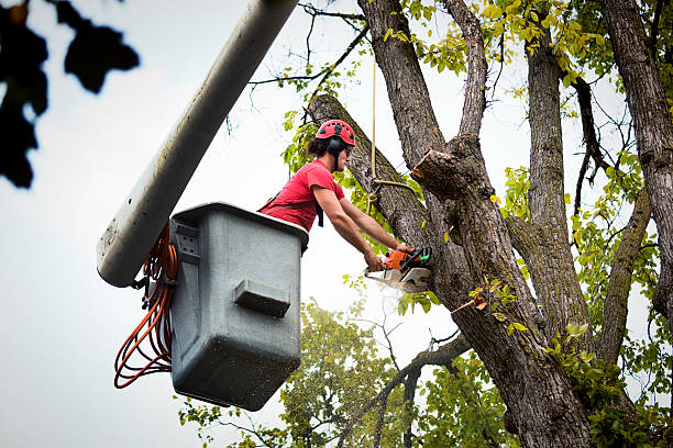 Tree Service Company in Center Hill, FL